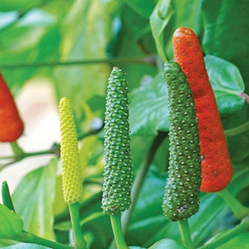 Javanese Long Pepper