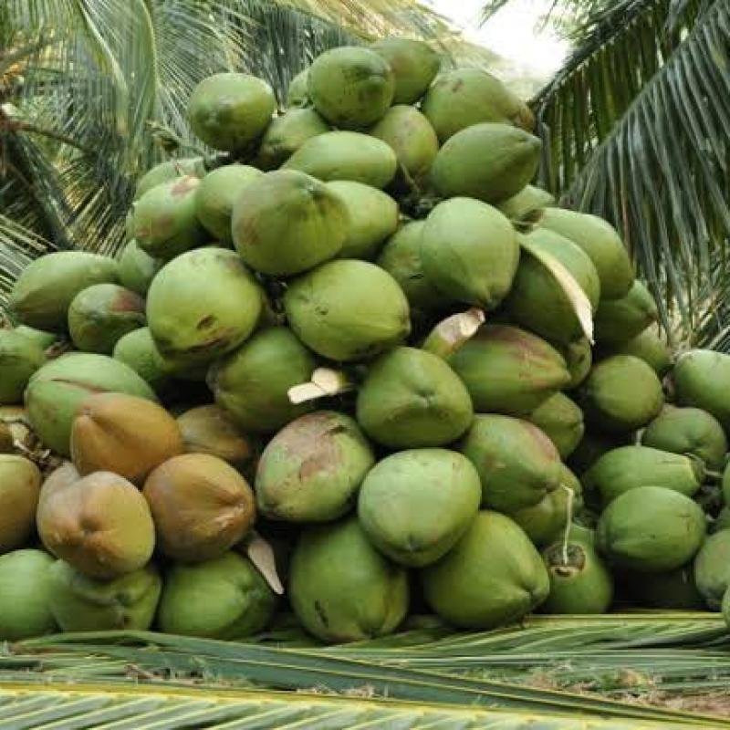 Copra Coconut Premium