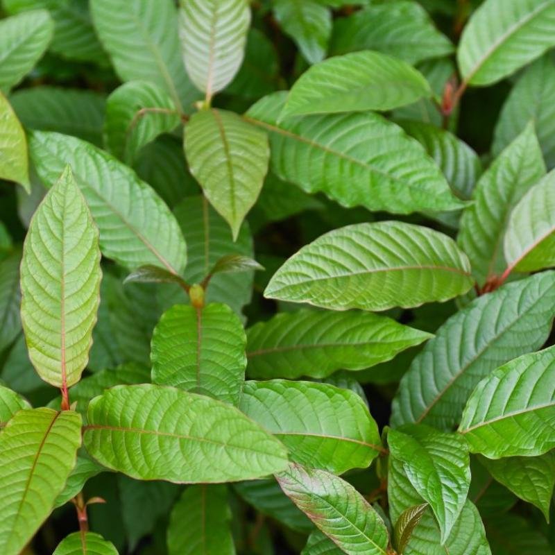 Kratom Premium Leaves