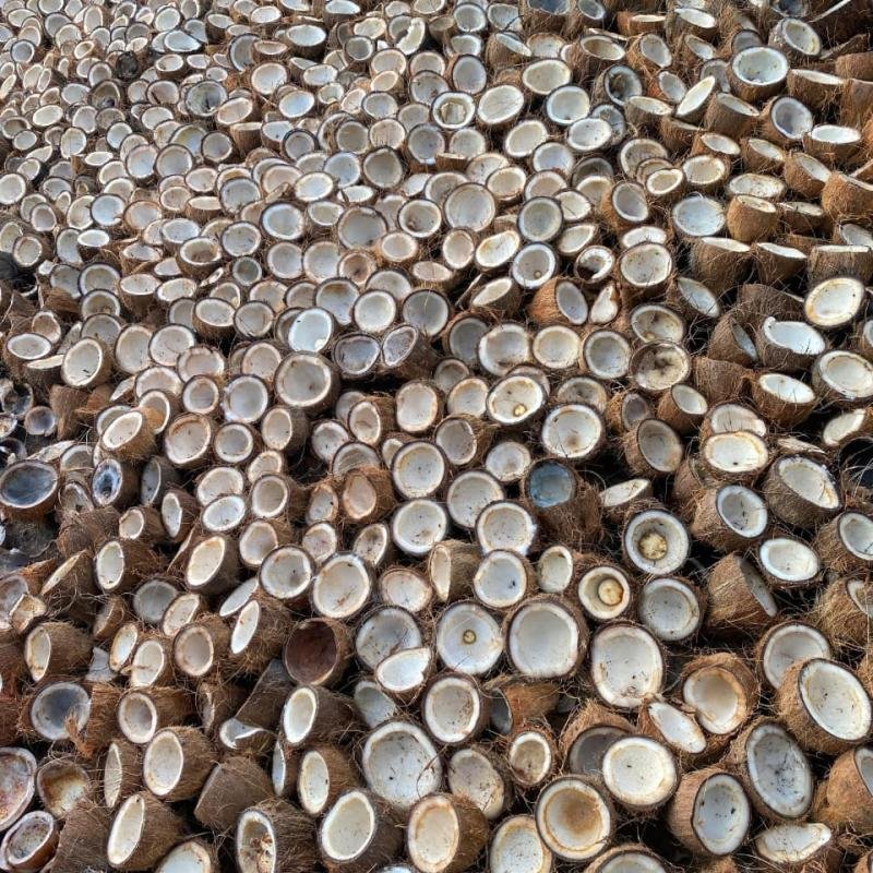 Copra Coconut Premium