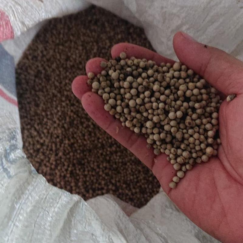 White Pepper Premium