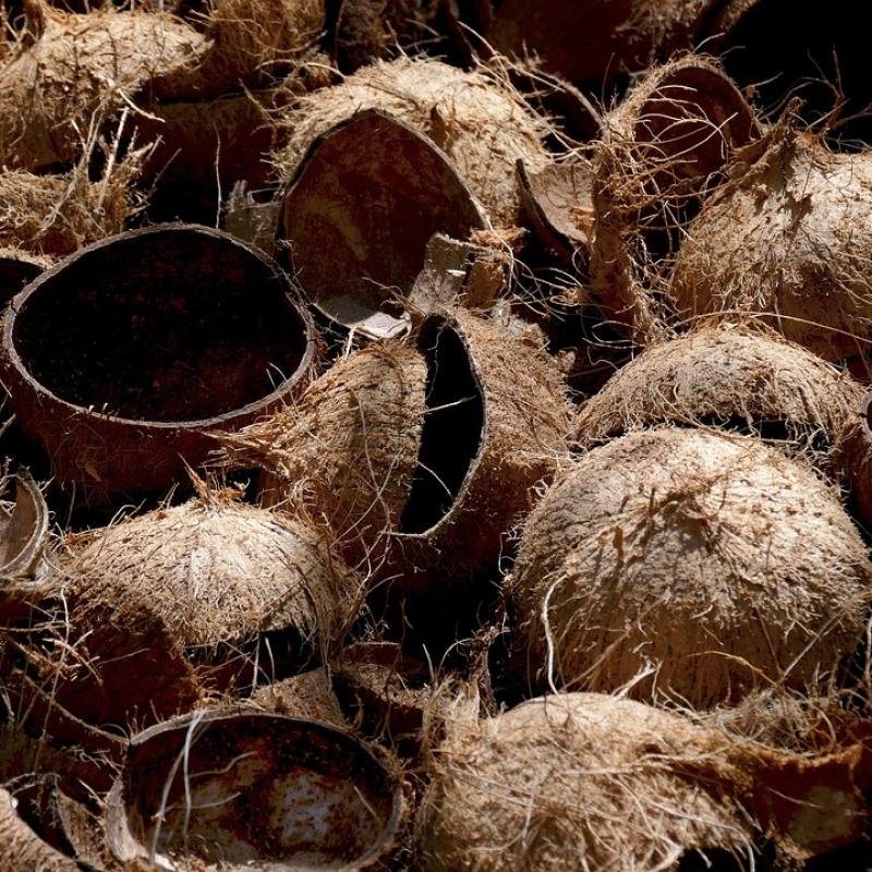 Coconut Shell Charcoal